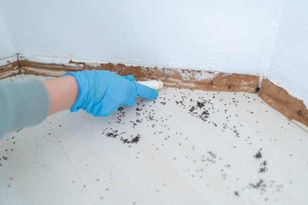 Best Local Pest Control Services  in The Pinery, CO